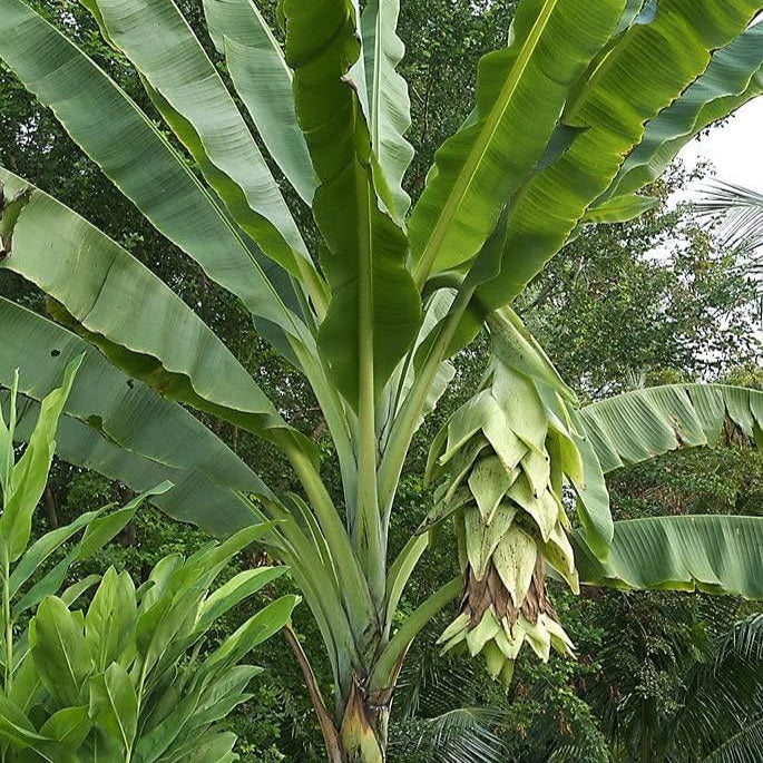 Ensete Glaucum Snow Banana Seeds