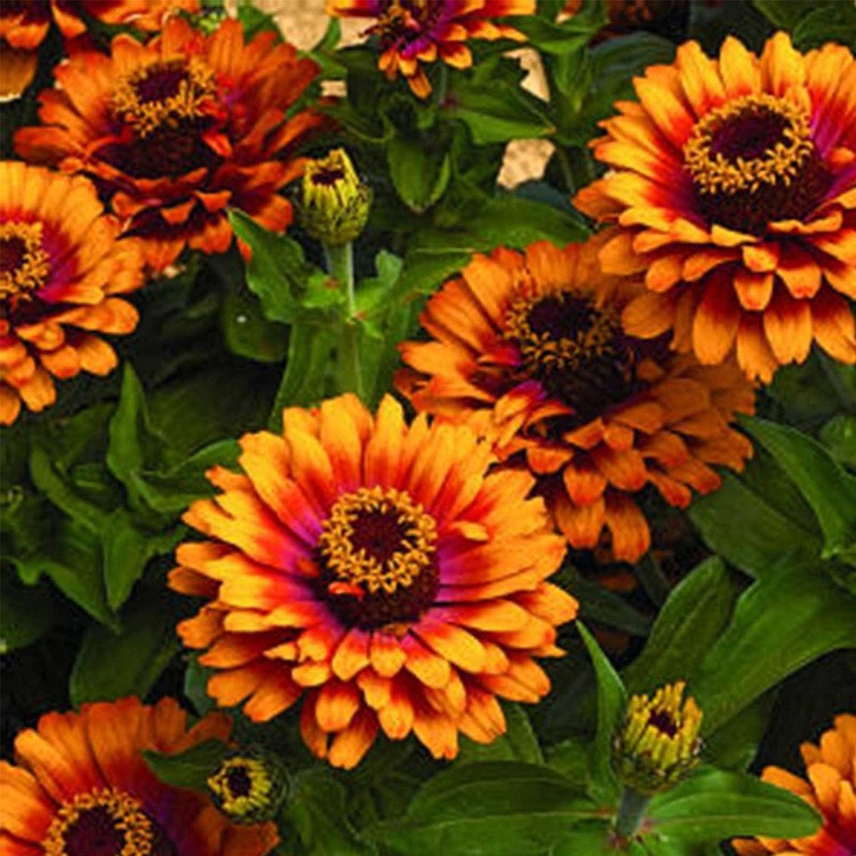 Zowie Flame Annual Elegens Yellow Zinnia Seeds