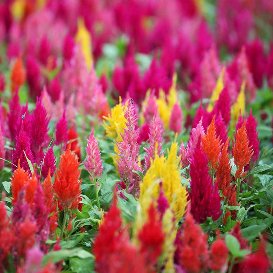 Plumed Castle Multi Annual Plumosa Mix Celosia Seeds