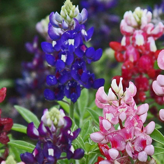 Texas Bluebonnet Seeds - Maroon #2