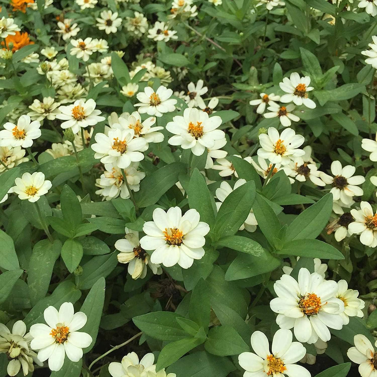 Profusion Annual Hybrida White Zinnia Seeds