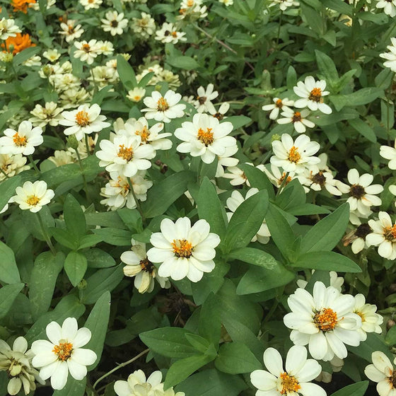Profusion Annual Hybrida White Zinnia Seeds