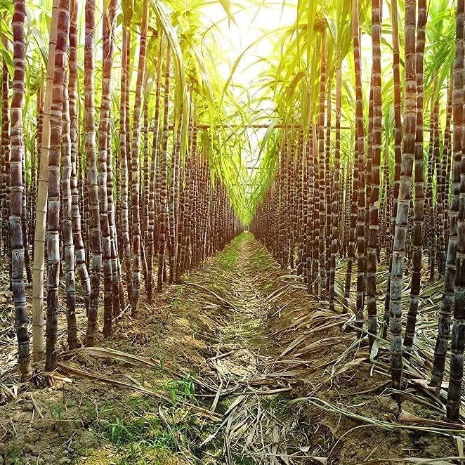 Giant Worlds Tallest Sugar Cane Seeds