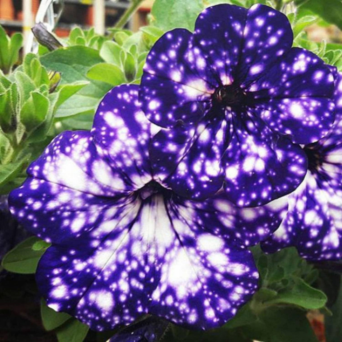 Night Sky Blue Petunia Seeds