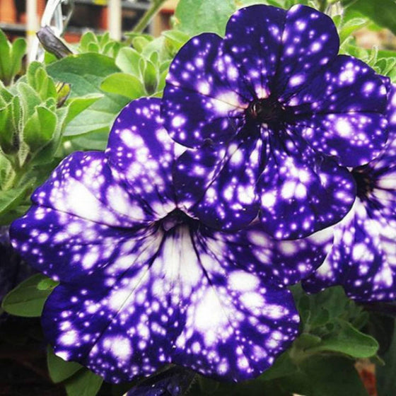 Night Sky Blue Petunia Seeds