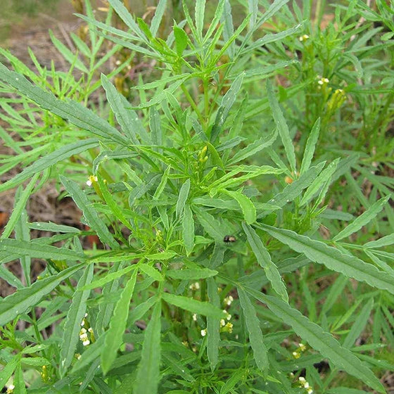 Parsley Huacatay Black Peruvian Culinary Mint Seeds