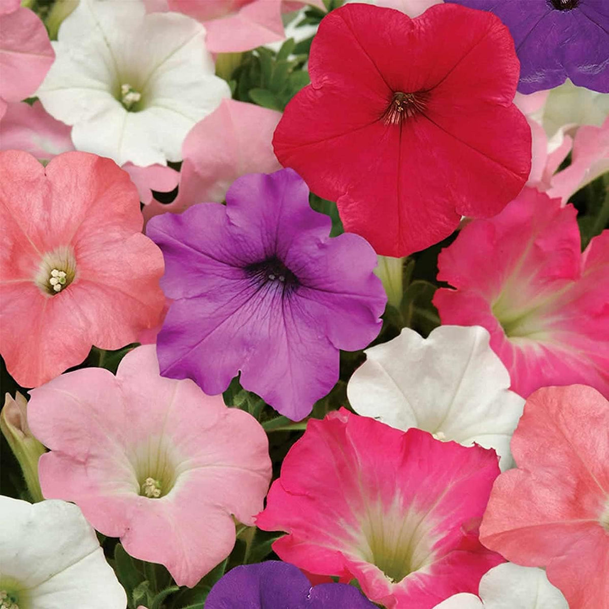 Easy Wave Formula Annual Spreading Mix Petunia Seeds