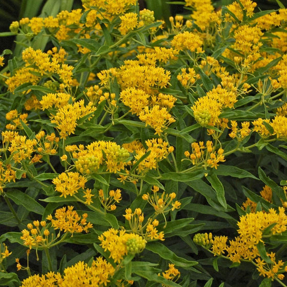 Yellow Butterfly Milkweed Seeds