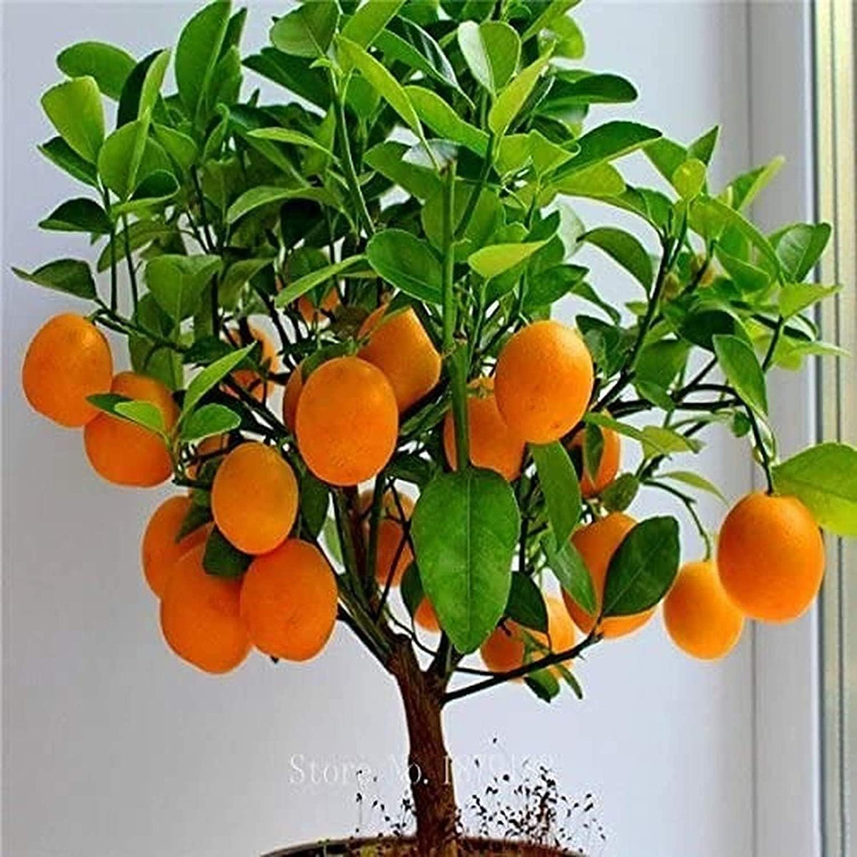 Bearing Bonsai Orange Tree Seeds
