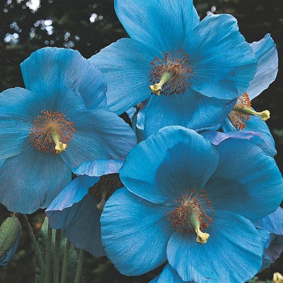 Perennial Variety Himalayan Blue Poppy Seeds