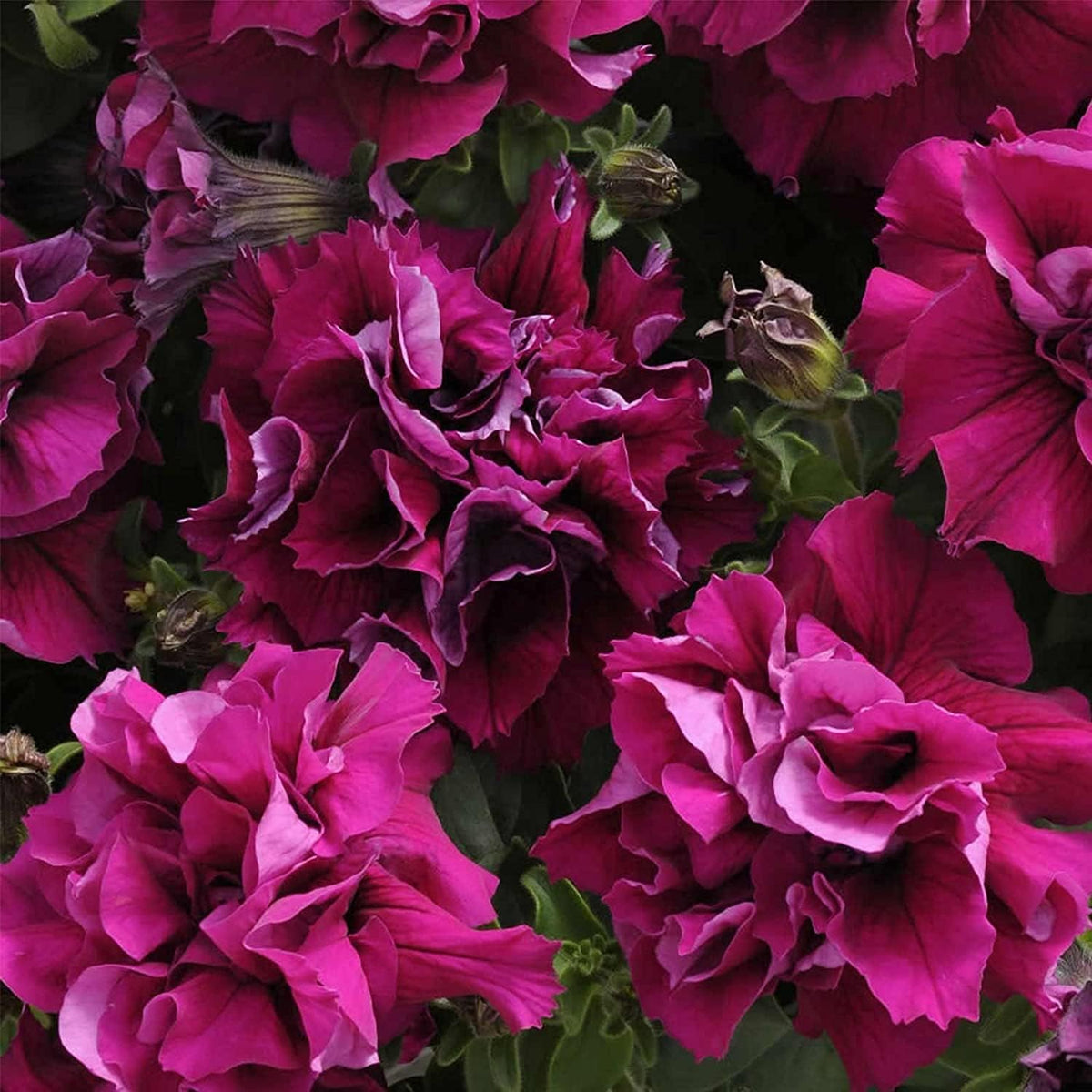 Double Madness Burgundy Annual Double Petunia Seeds