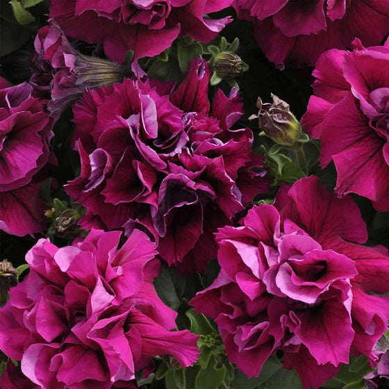 Double Madness Burgundy Annual Double Petunia Seeds