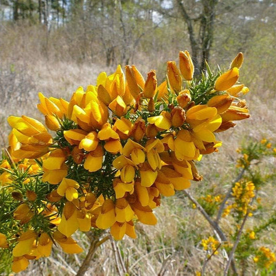 Ulex Europaeus Furze Whin Common Gorse Seeds