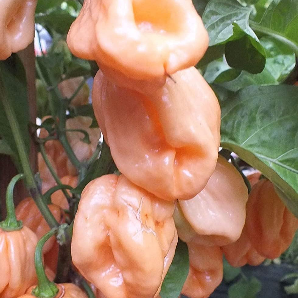 Premium Packet Pink Pepper Seeds