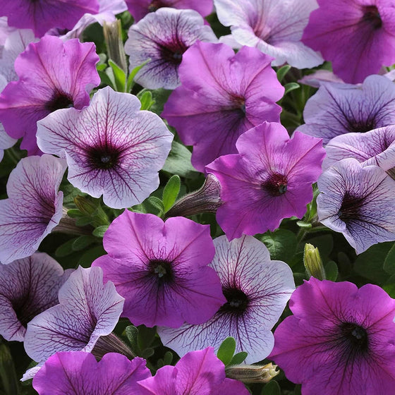Easy Wave Plum Pudding Annual Petunia Seeds