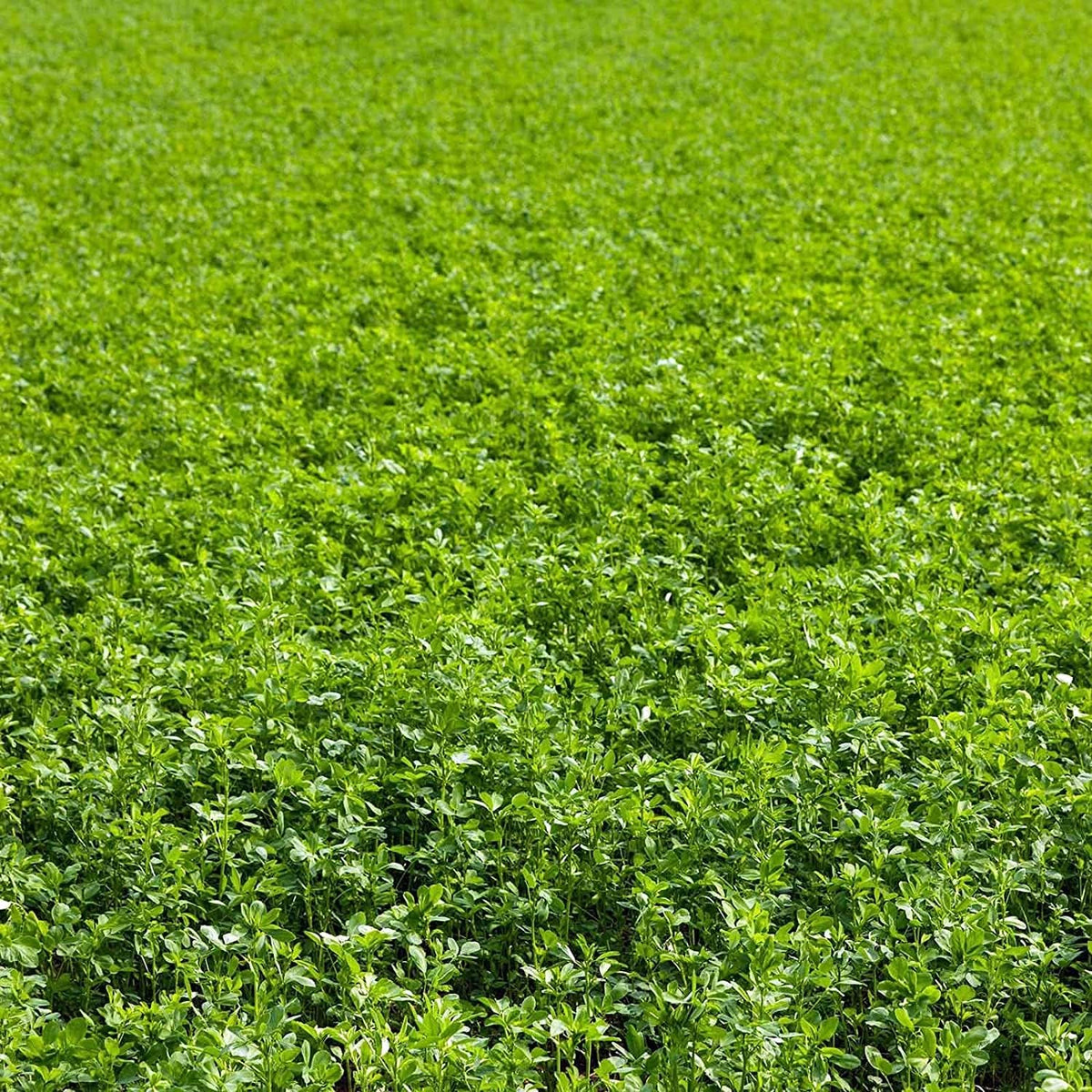 High Conventional Cover Crop Field Alfalfa Seeds