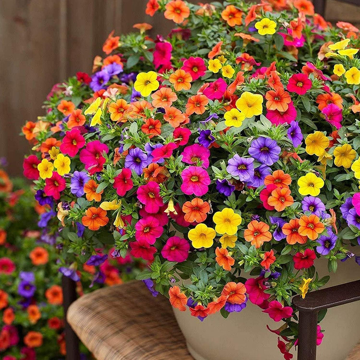 Gardeners Choice Mixed Petunia Seeds