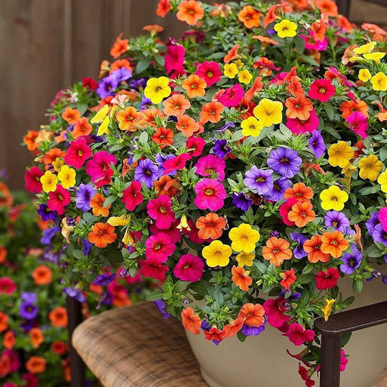 Gardeners Choice Mixed Petunia Seeds