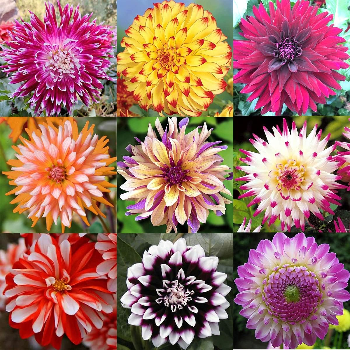 Variants Pieces Big Summer Fall Dahlia Seeds - Mix Seeds