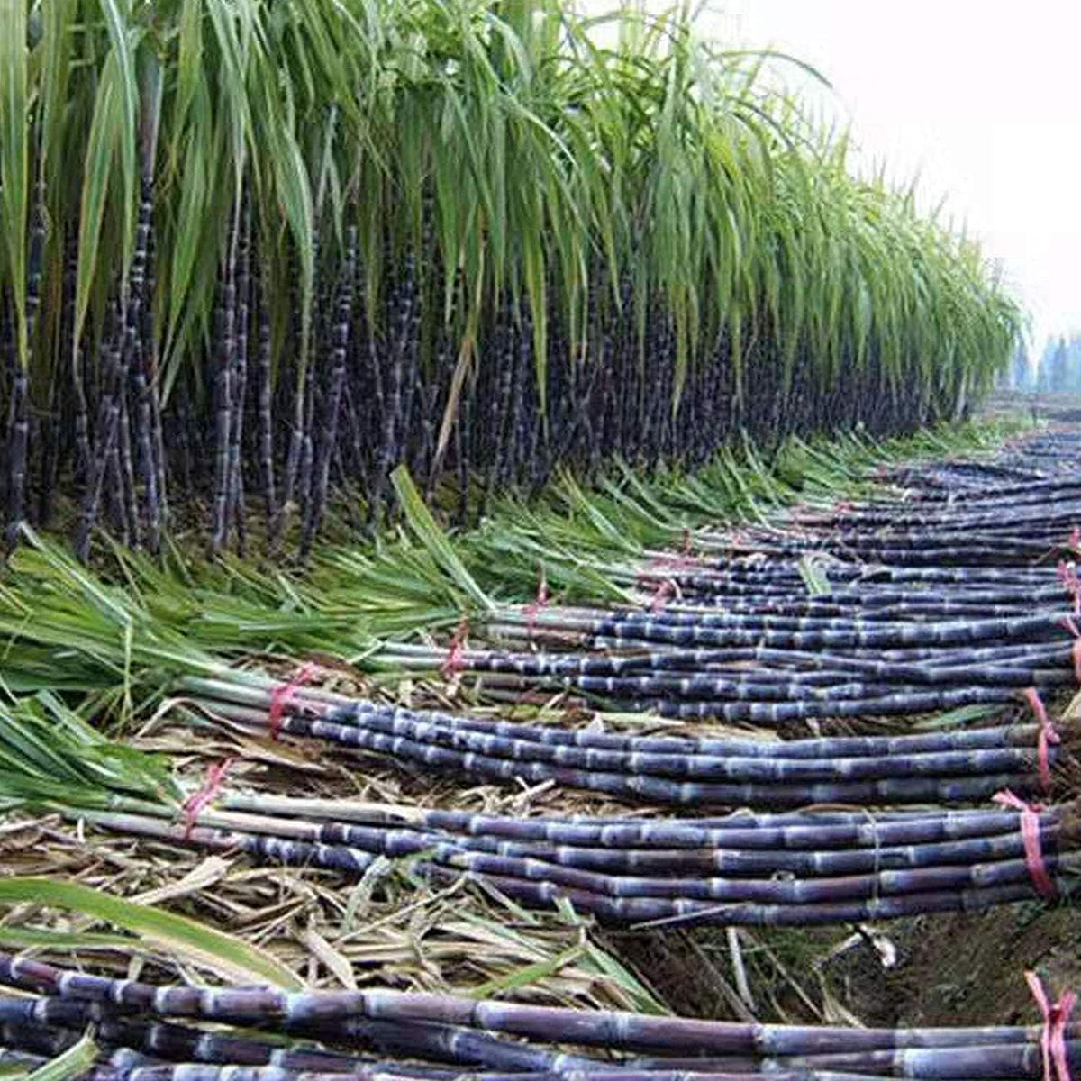 Giant Juicy Sugar Cane Seeds