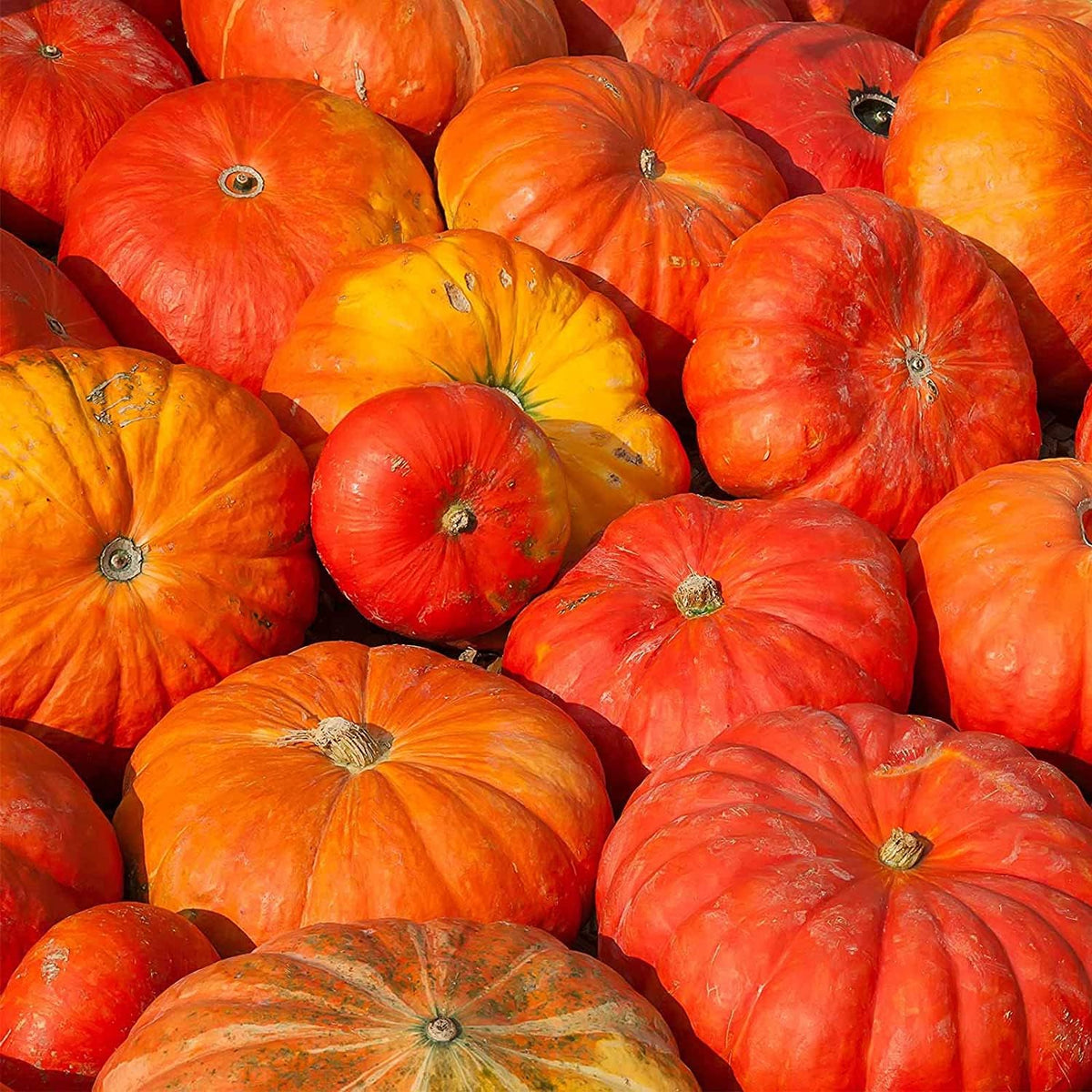 Cinderella Pumpkin Seeds #2