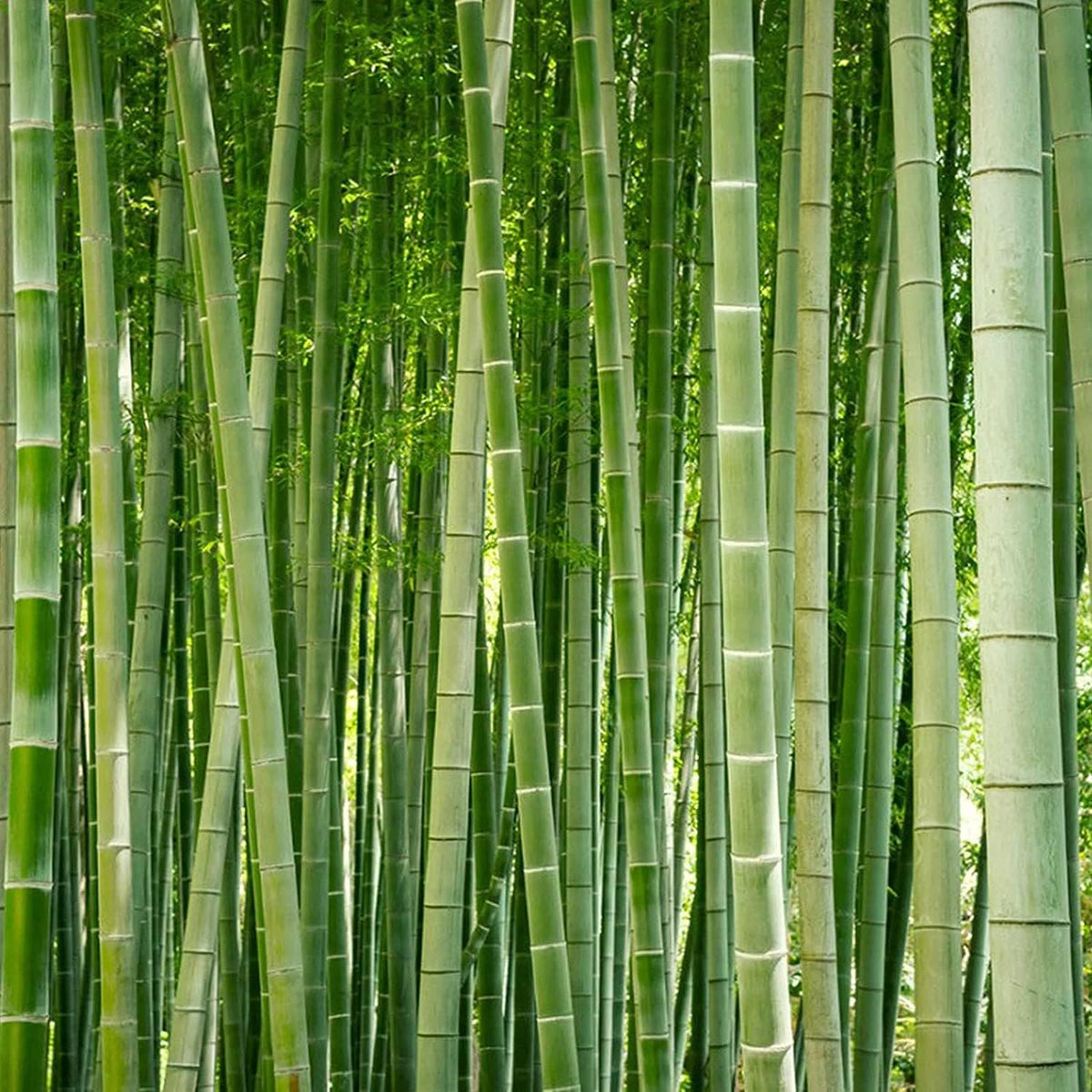 Privacy Screen Good Environment Gardeners Giant Bamboo Plant Seeds