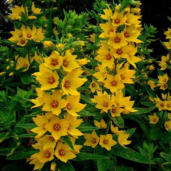 Yellow Loosestrife Seeds