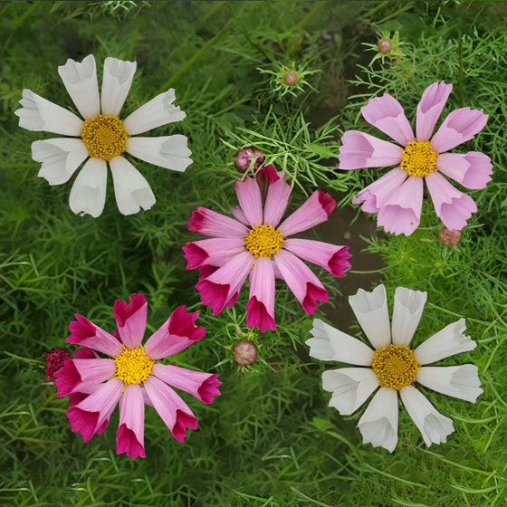 Bipinnata Tubular Mix Cosmos Seeds