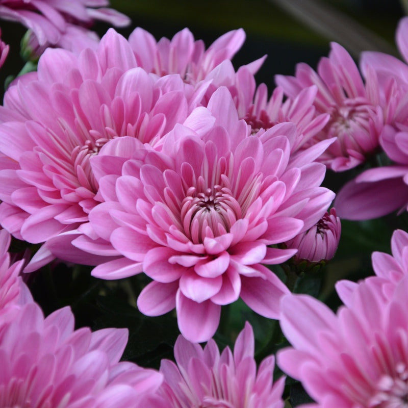 Chrysanthemum Seeds #2