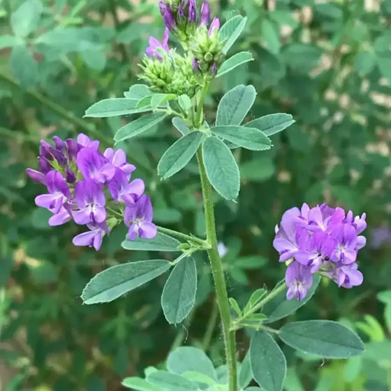 Alfalfa Seeds #2
