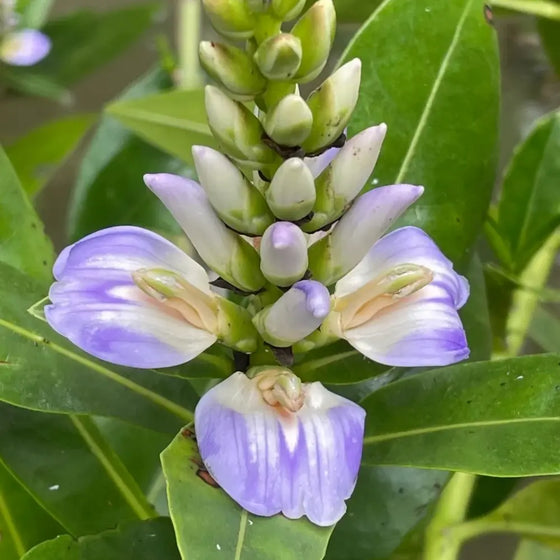 Bear's Breeches Seeds