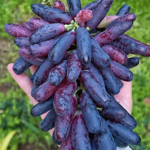 Natural Growth Tree Climbing Diy Black Finger Grape Seeds