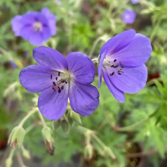 Blue Geranium Flower Seeds #1