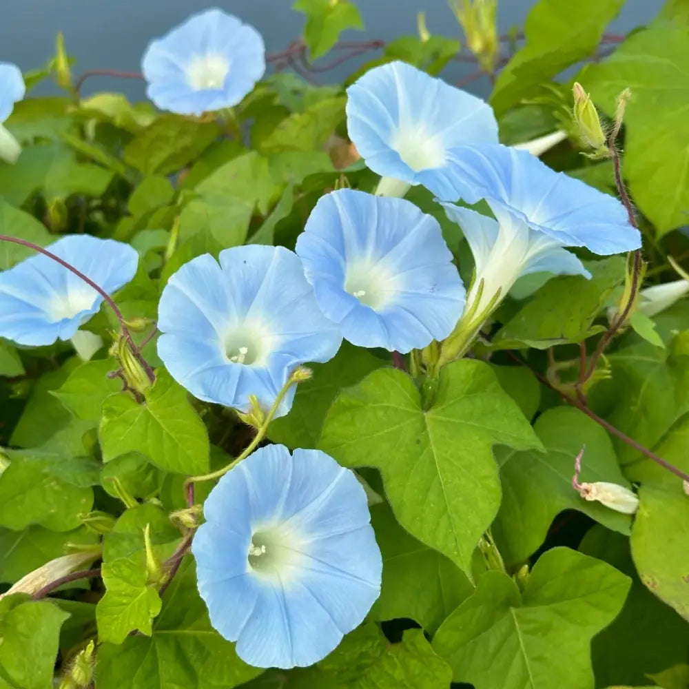 Hybrida Blue Petunia Seeds