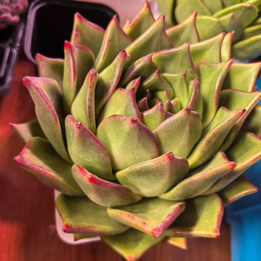 Taurus Romeo Echeveria Agavoides Seeds