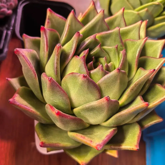 Taurus Romeo Echeveria Agavoides Seeds