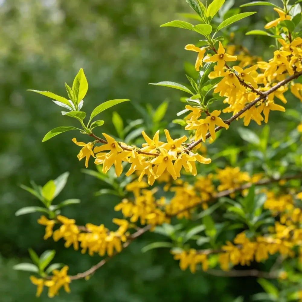 Trifoliate Suspensa Forsythia Seeds