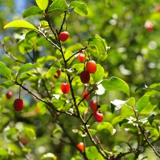 Goumi Berry Seeds #1