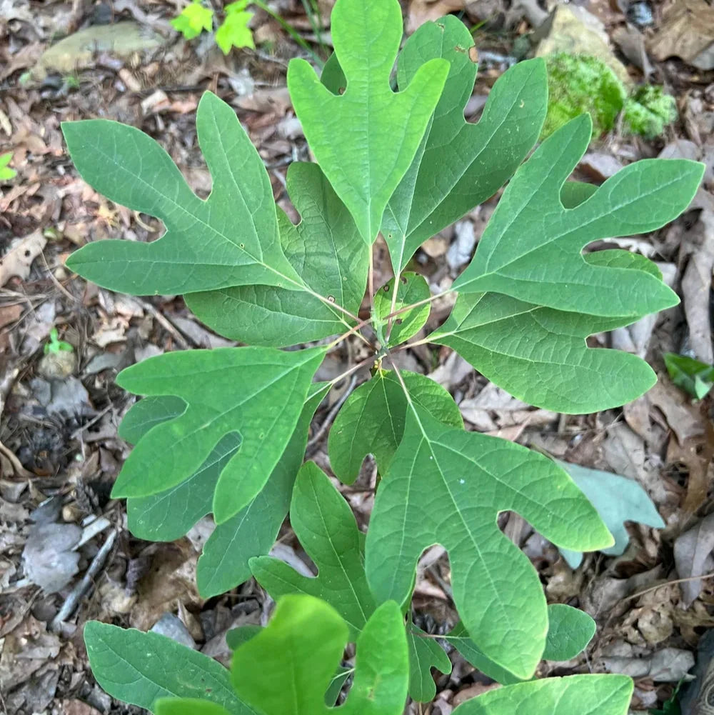 Fragrant Sassafras Tree Seeds