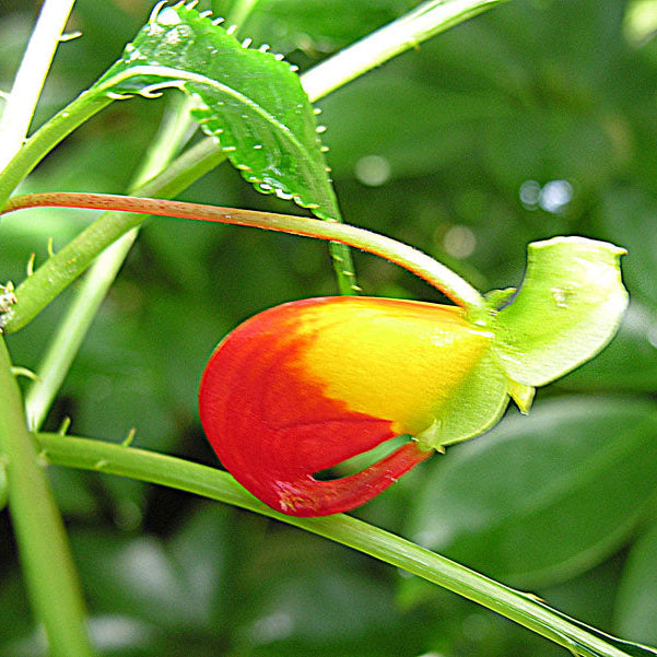 Yellow Jewelweed Seeds #2