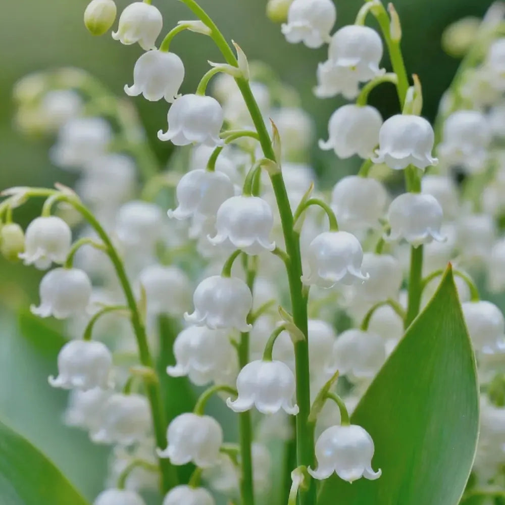 Lily of the Valley Seeds #2