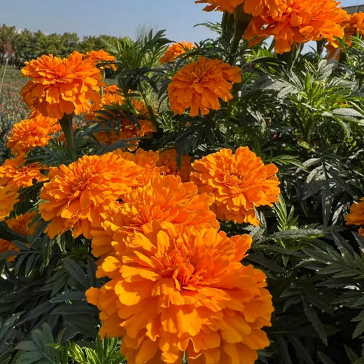 Pink Color French Marigold Seeds