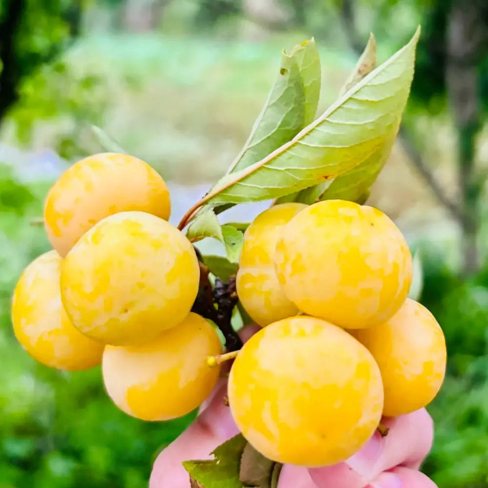 Mirabelle Plum Tree Seeds #3