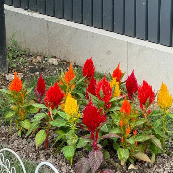 Crested Cockscomb Cut Mix Celosia Seeds