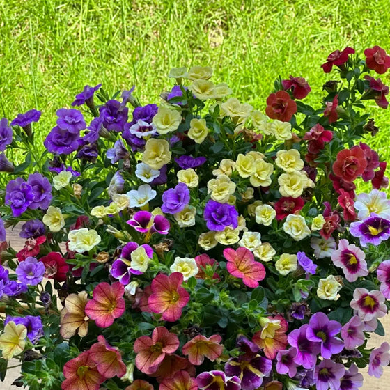 Calibrachoa Pack Very Beautiful Land Mixed Petunia Seeds