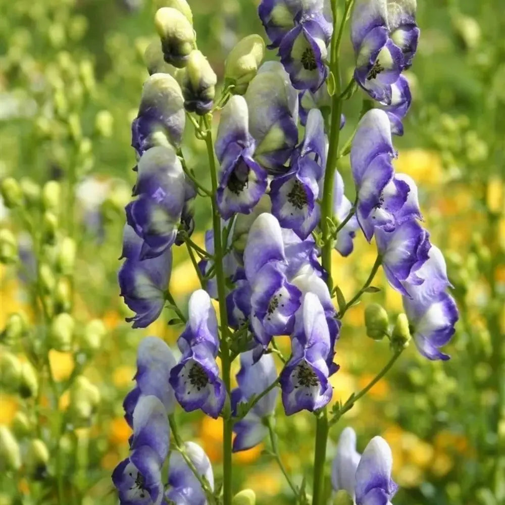 Monkshood Seeds #2