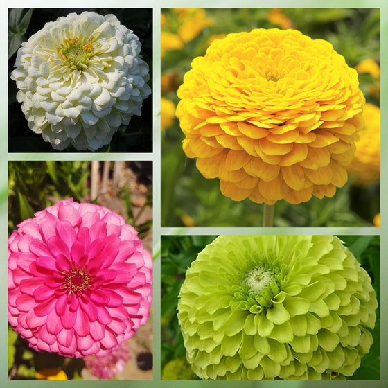 Elegans Mix Zinnia Seeds