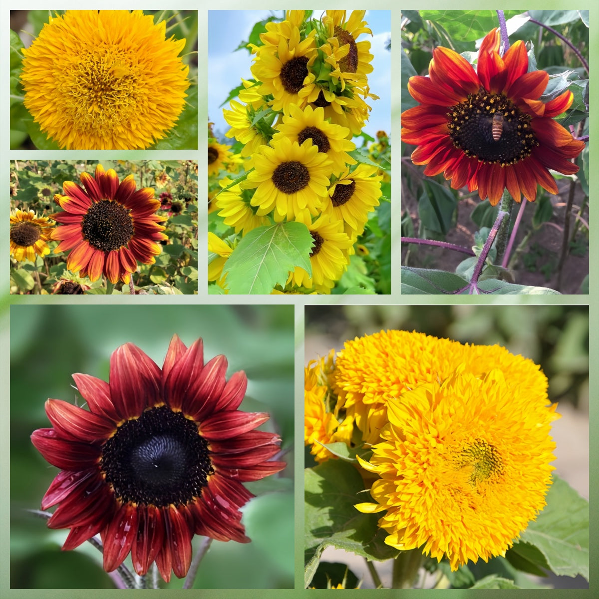 Mix Sunflower Seeds #1