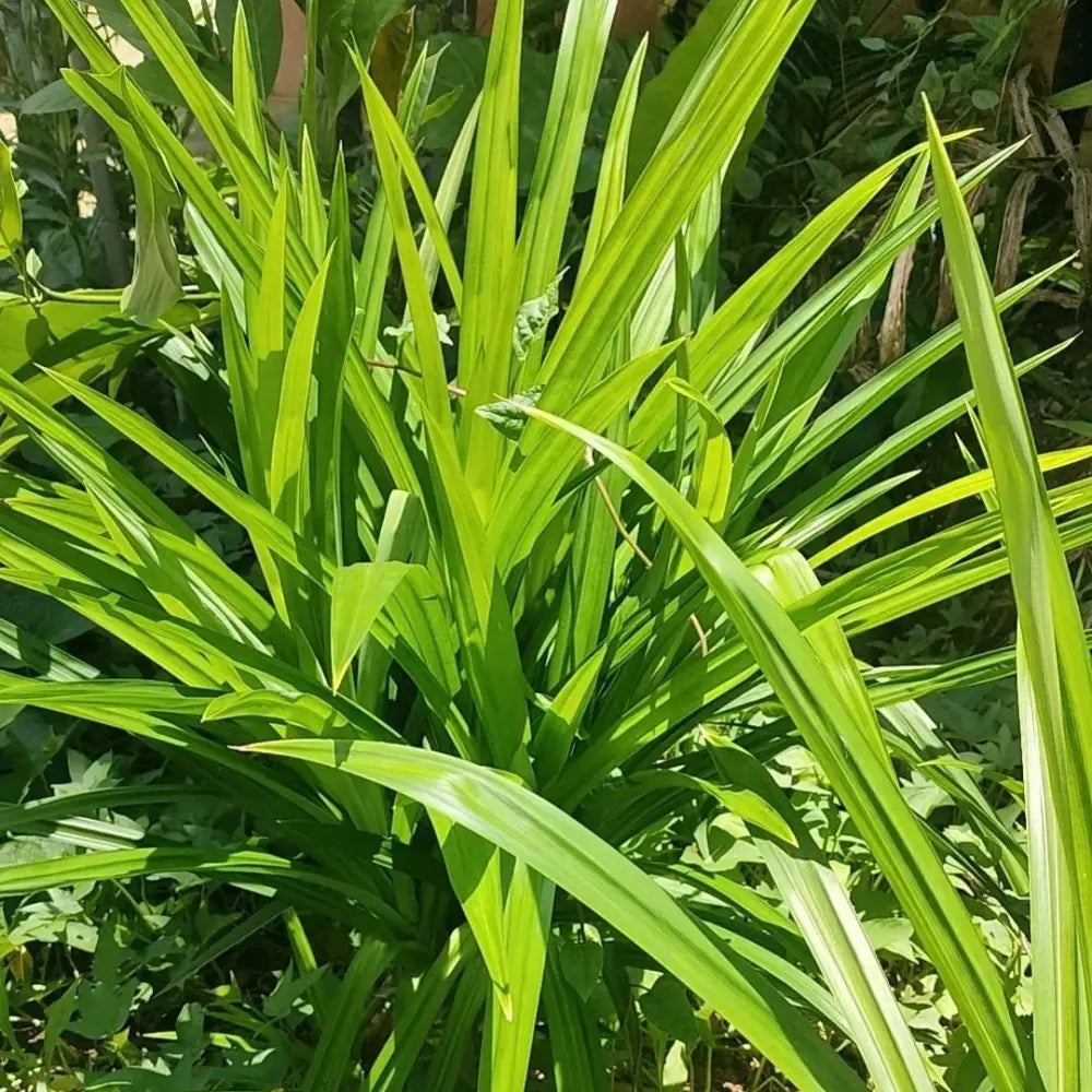 Annual Pandanus Amaryllifolius Viet Nam Pandan Seeds