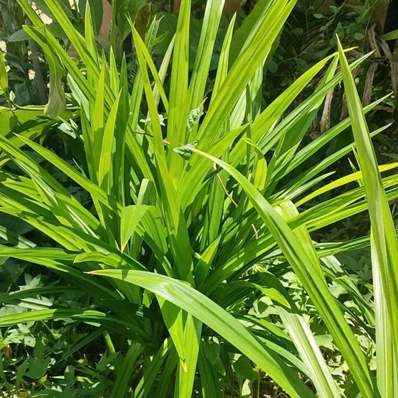 Annual Pandanus Amaryllifolius Viet Nam Pandan Seeds